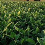 Campos de soja no Brasil representando crescimento de captação via CPR para R$ 150 bilhões.