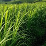 Campos de cana-de-açúcar no Nordeste brasileiro, representando expansão no setor sucroenergético.