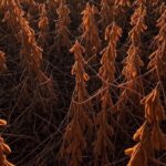 Campos de soja em Maracaju, MS, afetados por calor excessivo, atrasando colheita para menos de 1%.