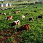 Fazenda leiteira nos pampas do sul do Brasil com vacas pastando, ilustrando recorde de exportações de lácteos.