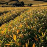 Paisagem rural no RS com campos cultivados, representando retomada do Programa Nacional de Crédito Fundiário beneficiando famílias.