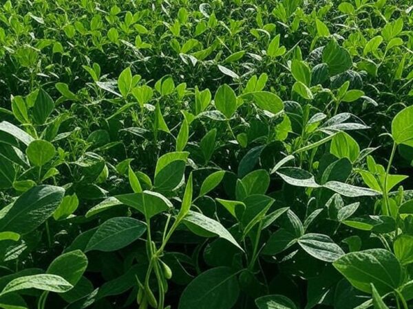 Plantação de soja verde e extensa no Brasil, sob céu claro, representando safra recorde projetada para 2025/26 com clima favorável.