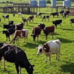 Fazenda leiteira em Mato Grosso com vacas pastando e equipamentos de gestão técnica para produção de leite.