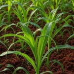 Lavoura sustentável em Minas Gerais com hidrogel de resíduos de papel para reduzir consumo de água na agricultura.
