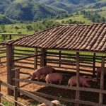 Paisagem rural da Serra da Canastra com fazenda e curral de porcos, representando tradição de mutirão para abate.