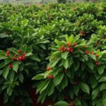 Plantação de café em Minas Gerais com frutos maduros e céu nublado, representando alta na bolsa e preocupações climáticas.