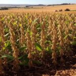 Campos de cultivo de grãos no Brasil, estimativa de safra de 312,3 milhões de toneladas para 2023/24 com queda de 2,3% pela Conab.