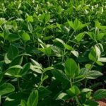 Plantação de soja no Brasil com campos verdes e maduros, representando mercado estável e negócios limitados.