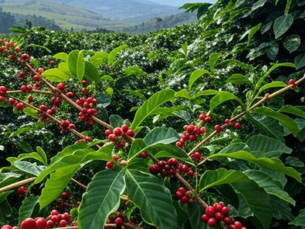 Plantação de café no Brasil com safra elevada por clima favorável, segundo Cepea.