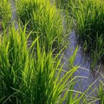 Campos de arroz inundados no Rio Grande do Sul, Brasil, simbolizando safra abundante prevista para 2025.