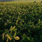 Plantação de soja no Brasil simbolizando expansão do agronegócio para feira na Tanzânia.