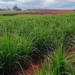 Plantação de cana-de-açúcar no Centro-Sul do Brasil, com usina ao fundo, representando queda na moagem em janeiro de 2024.