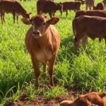 Rebanho de bezerros em fazenda brasileira, ilustrando preço recorde de R$ 14,88 por quilo.