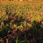 Paisagem rural no Tocantins com terras de assentamentos para reforma agrária, campos cultivados e casas simples no cerrado.