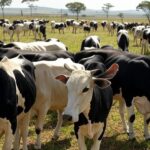 Rebanho de gado Nelore Pintado em fazenda brasileira, destacando eficiência em teste da UFU e atrai contratações.