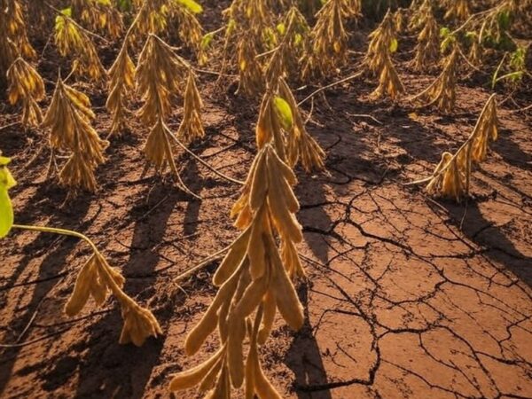 Campos de soja e milho afetados por onda de calor no Sul do Brasil, com solo seco e plantas estressadas.