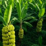 Plantação de banana e pupunha em área rural no Brasil, revelada por MapBiomas com 1,2 milhão de hectares.