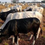 Rebanho de gado Nelore Pintado em fazenda brasileira, destacando desempenho produtivo na pecuária.