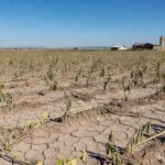 Plantação de soja afetada pela estiagem em Santo Antônio das Missões, RS, com solo rachado e plantas murchas.