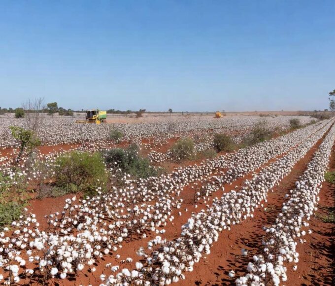 Plantação de algodão no Brasil, com campos extensos e algodoeiros maduros, representando estimativa de queda na produção para safra 2025/26.