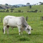 Touro Nelore em fazenda brasileira, representando liderança em pecuária e vendas de sêmen no Brasil.
