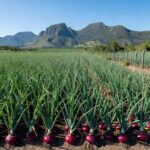MDA orienta prorrogação de dívidas do Pronaf para produtores de cebola