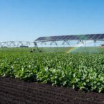 Plantação de soja sustentável em Cascavel, Paraná, com campos verdes e equipamentos ecológicos.