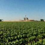 Plantação de soja no Brasil representando o setor agropecuário que gerou 23 mil vagas formais em janeiro de 2026.
