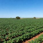 Plantação de soja em Mato Grosso, Brasil, durante a safra 2025/26, com campos verdes extensos.