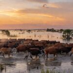 Manada de gado atravessando alagados no Pantanal brasileiro, preservando tradição pantaneira.