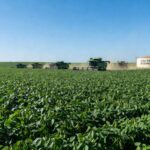 Plantação de soja no Brasil representando autossuficiência em biodiesel com recursos nacionais.