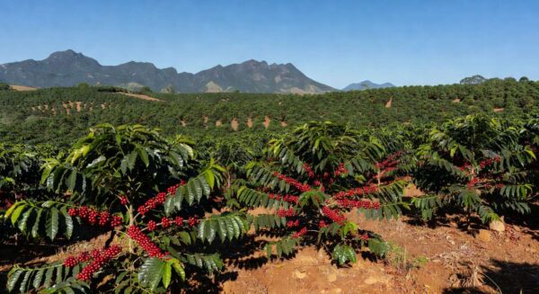 Plantação de café conilon no Espírito Santo, com grãos maduros, representando plano de aumento de produtividade para 50 sacas por hectare até 2030.
