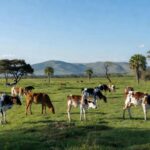 Foto: Fazenda Elge