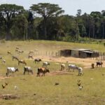 Desmatamento na Amazônia com gado e produção de carnes, leite e ovos no Brasil