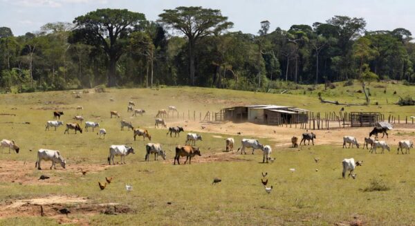 Desmatamento na Amazônia com gado e produção de carnes, leite e ovos no Brasil