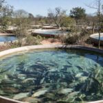 Piscicultura de tilápias em tanques no Tocantins com cultivo sustentável