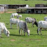 Produção de carnes e ovos em fazenda brasileira