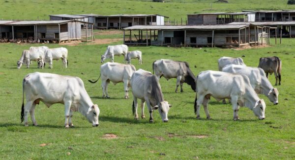 Produção de carnes e ovos em fazenda brasileira