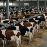 Exposição de gado leiteiro na Fenasul-Expoleite em Esteio, Rio Grande do Sul