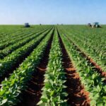 Lavoura de soja no Brasil representando o agronegócio e provisões financeiras