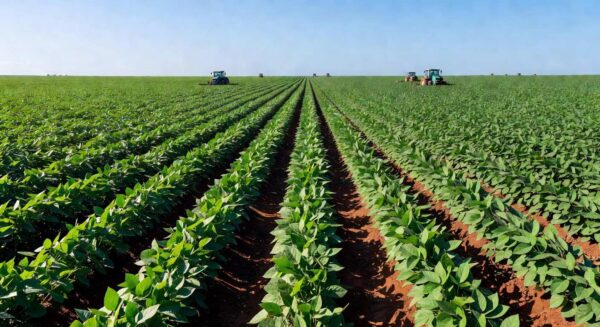 Lavoura de soja no Brasil representando o agronegócio e provisões financeiras