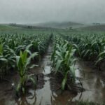 Lavouras de milho encharcadas por chuvas persistentes no Sul do Brasil