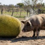 Mandioca gigante que circulou pelos grupos de Rochedo (Foto: Direto das Ruas)