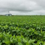 Vasta plantação de soja no Brasil representando queda de preços no mercado de Chicago