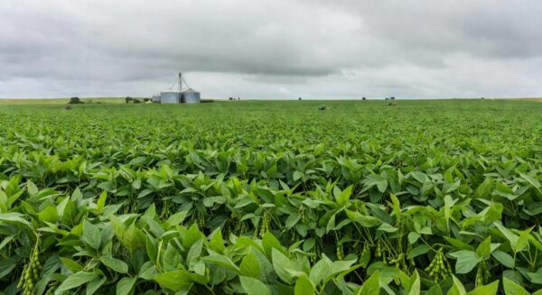 Vasta plantação de soja no Brasil representando queda de preços no mercado de Chicago