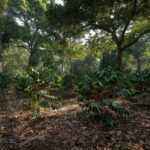 Café agroecológico ganha espaço entre produtores do Espírito Santo, unindo sustentabilidade e maior valor de mercado — Foto: TV Gazeta