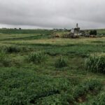 Lavouras de soja e milho no Paraná representando endividamento rural