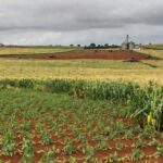 Lavoura de soja e milho no Brasil impactada por alta da Selic e custos do crédito rural