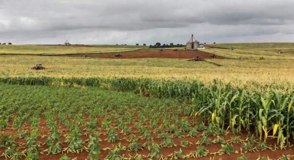 Lavoura de soja e milho no Brasil impactada por alta da Selic e custos do crédito rural