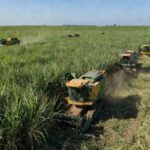 Plantação de cana-de-açúcar no Brasil durante safra que influencia queda de preços em Nova York e Londres